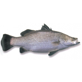 Fresh Barramundi 800/1000 Red Sea Whole Round Fish Naqua 1x16kg