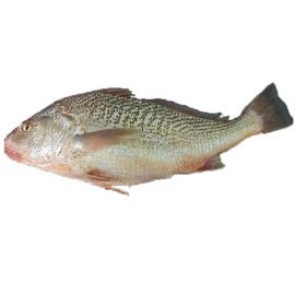 Frozen Fish  Pangasius Fillet 4x2.5kg